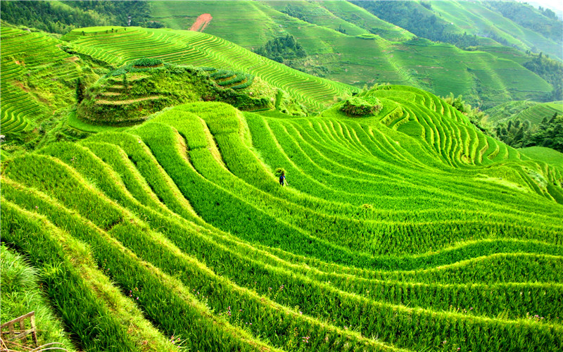 Longsheng Rice Terraces