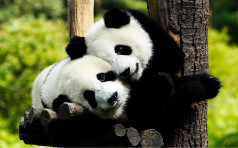 Chongqing Zoo