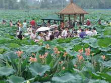 Lotus Pool San Sheng Flower Town