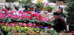 San Sheng Flower Town