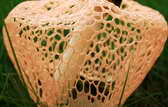 Bamboo Funguso.jpg