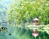 view of bamboo forests.jpg