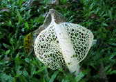 bamboo fungus.jpg