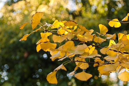 Autumn in Shanghai.jpg