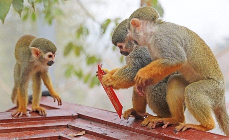 Monkeysin the zoo.jpg