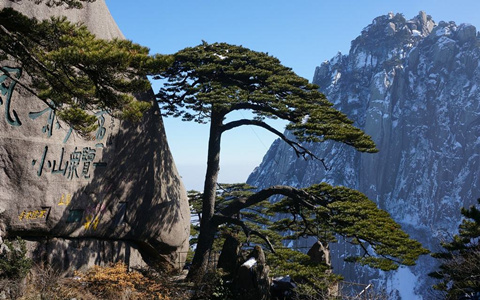 Guest-Greeting Pine.jpg