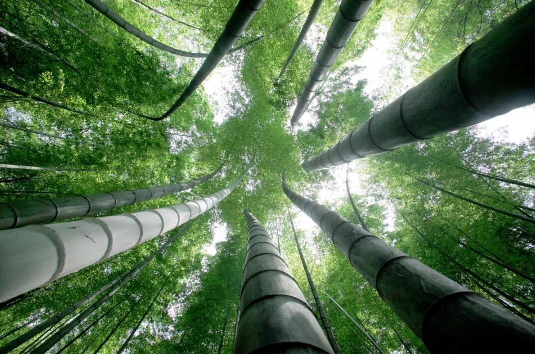 Bamboo Fungus