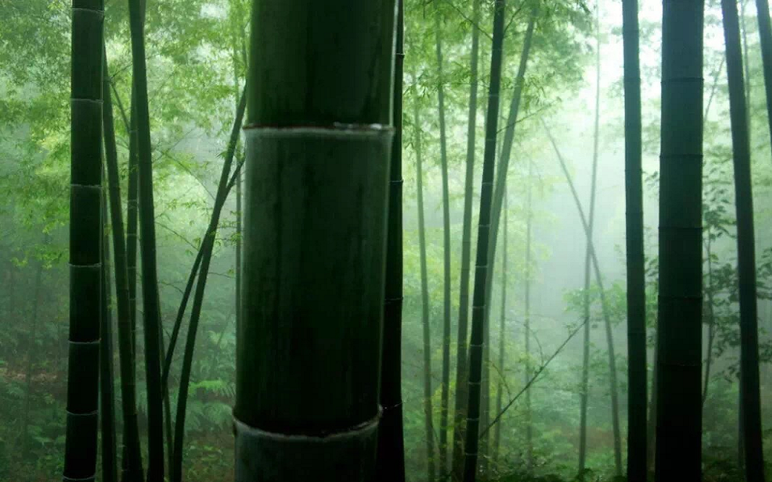 Shunan bamboo forest travel FAQ